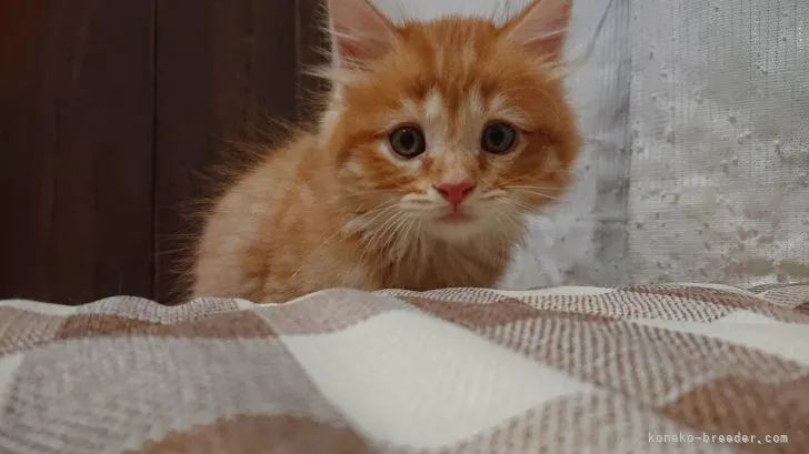 ID:2108-01004の子猫