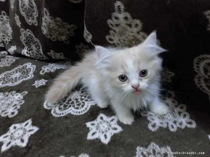 ID：1709-01083の子猫