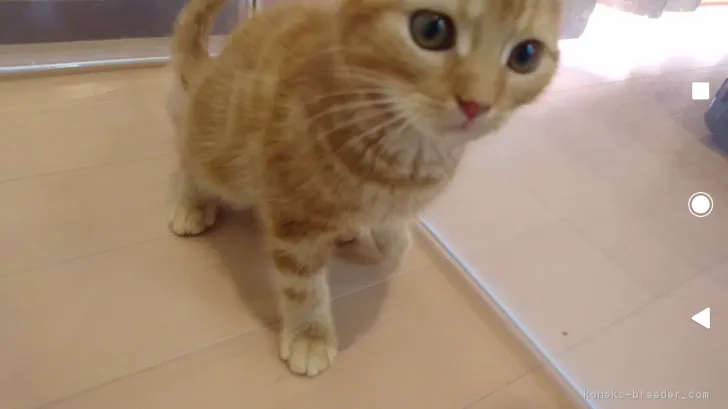 ID：1805-01957の子猫