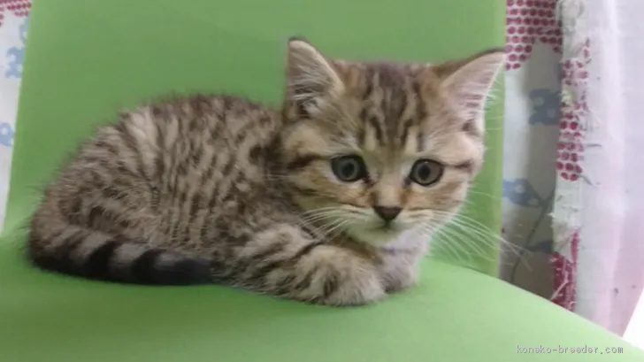 ID：2010-00973の子猫