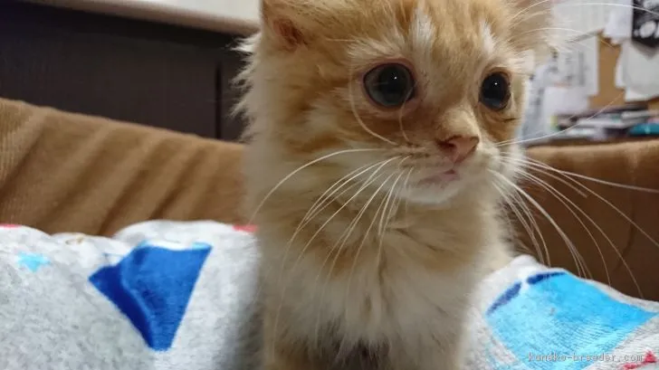ID：1809-00473の子猫