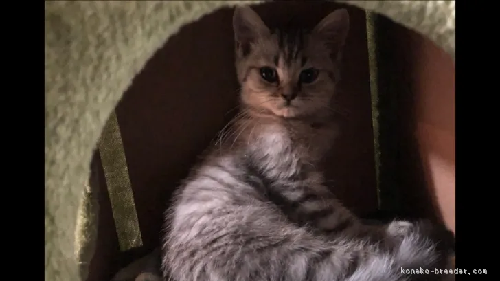 ID：1809-01344の子猫