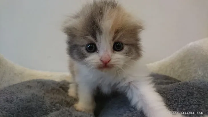 ID：1804-01548の子猫