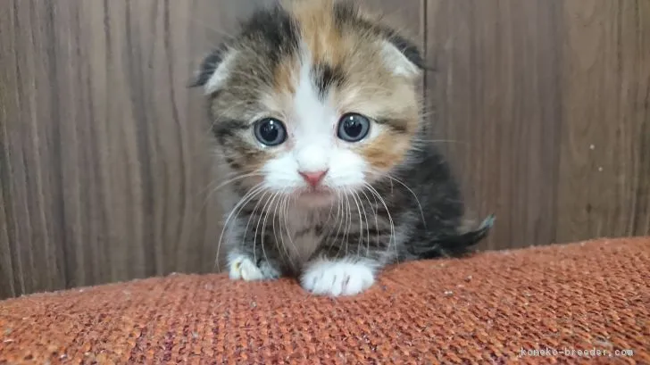 ID：1811-00855の子猫