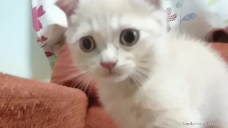 ID:1909-01053の子猫