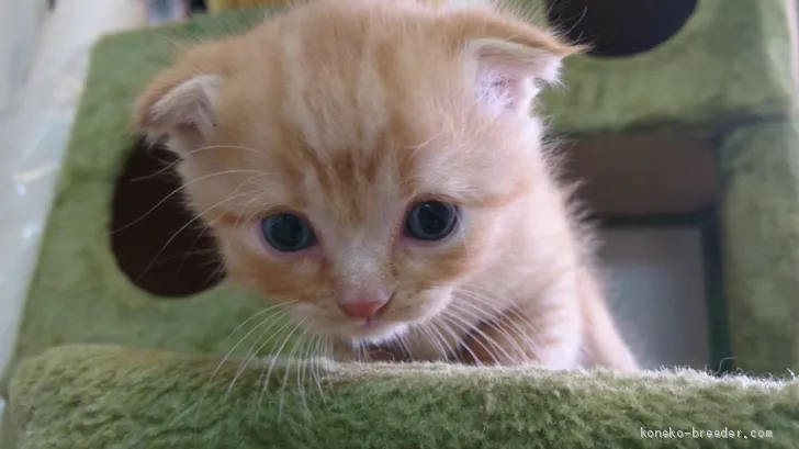 ID：2005-02159の子猫