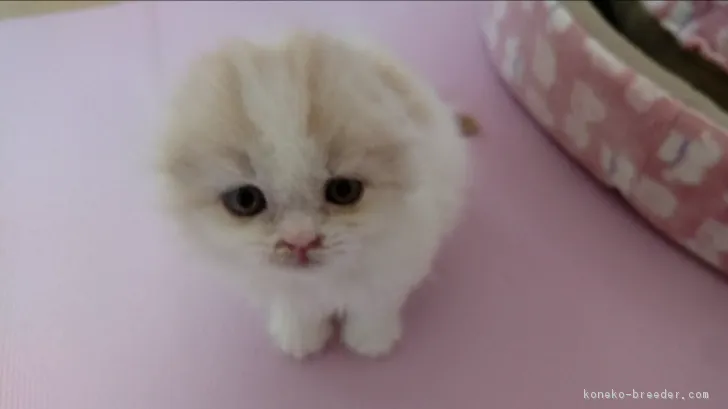 ID:1712-00421の子猫