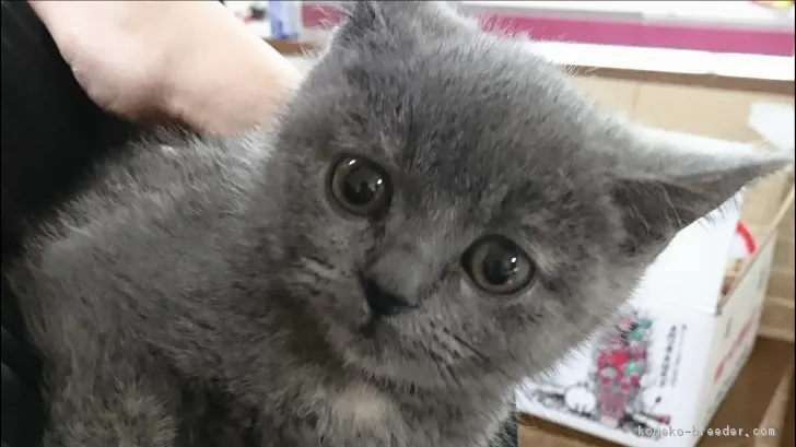 ID:1711-01197の子猫