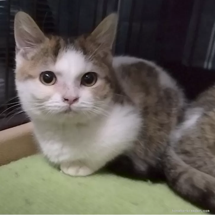 ID:2312-02121の子猫