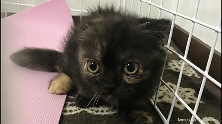 ID：1709-01164の子猫