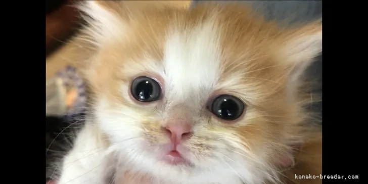 ID:2106-00715の子猫