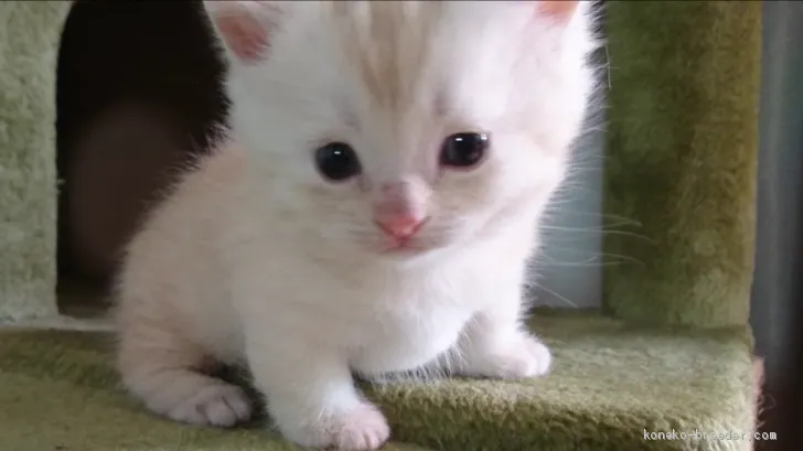 ID：2005-02496の子猫