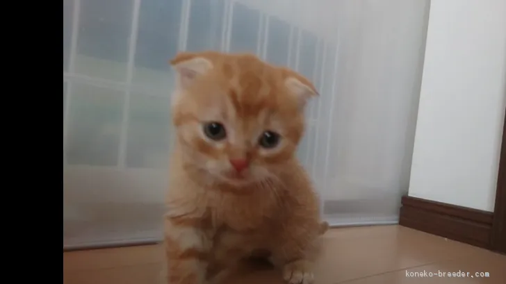 ID:2011-00859の子猫