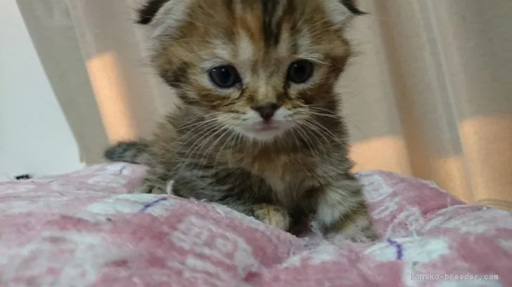 ID:1712-00503の子猫