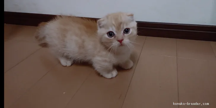 ID:2102-00707の子猫