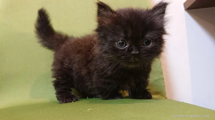 ID：2106-00783の子猫