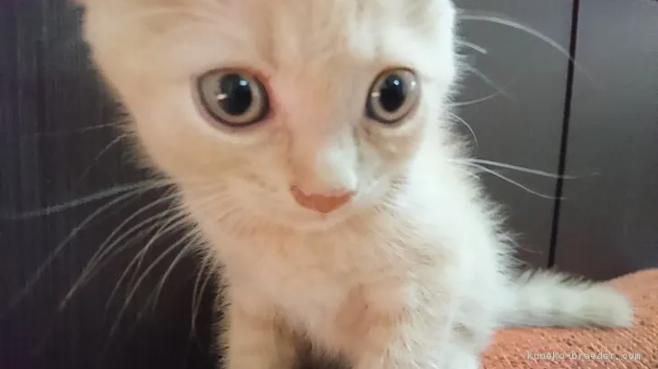 ID：1807-01466の子猫
