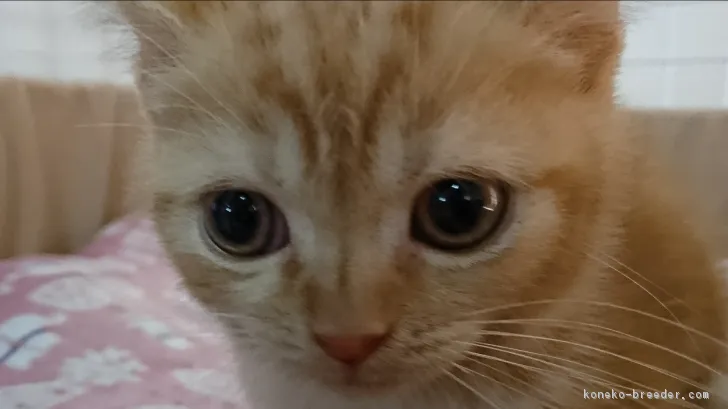 ID:1711-00099の子猫
