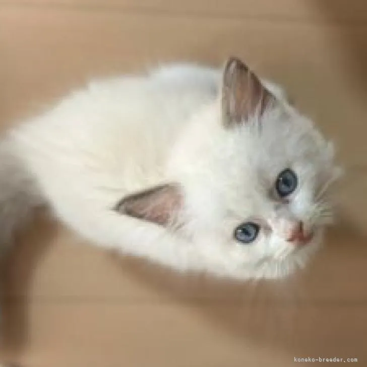 ID:2208-02317の子猫