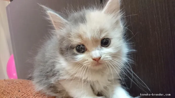 i_kon 様のお迎えした子猫