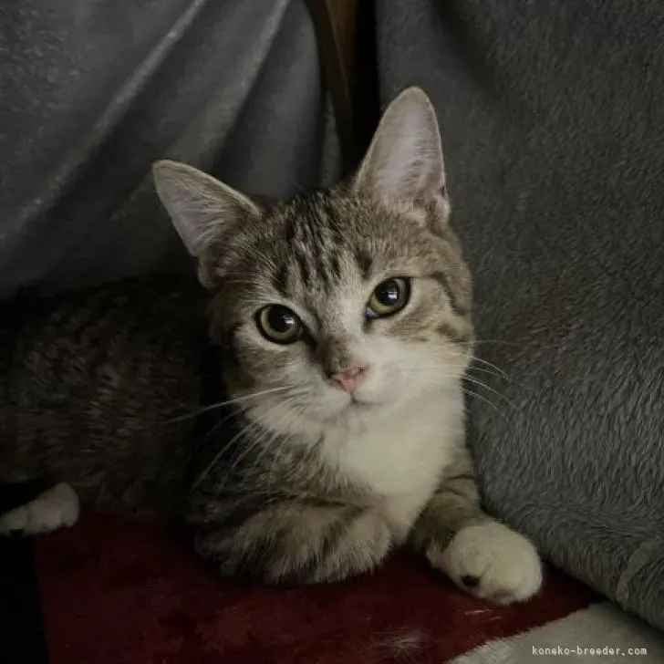 ID：2212-01443の子猫