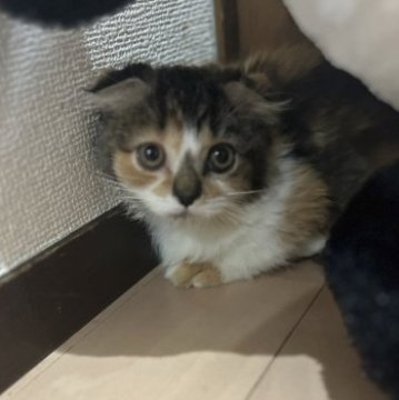 マンチカン【静岡県・女の子・2023年8月19日・キャリコ】の写真「おとなしいです」