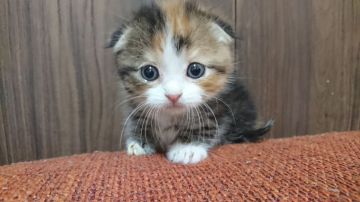 マンチカン(短足)【静岡県・女の子・2018年10月14日・キャリコ】の写真「耳折れ 短足です」
