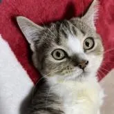 マンチカン(短足)【静岡県・女の子・2022年8月5日・ブラウンタビー&ホワイト】の写真1