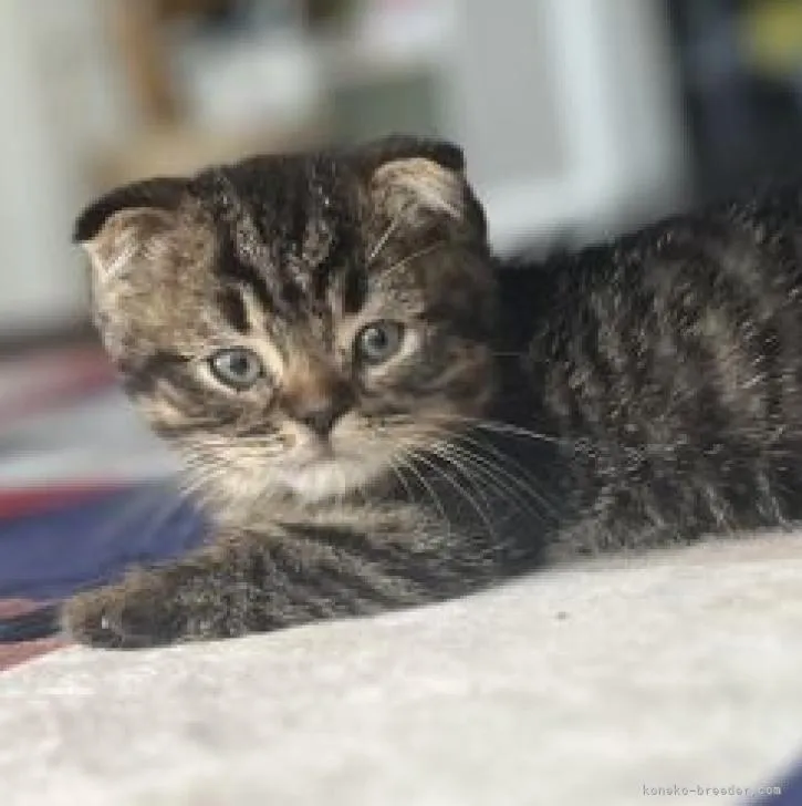 ID:2211-02414の子猫