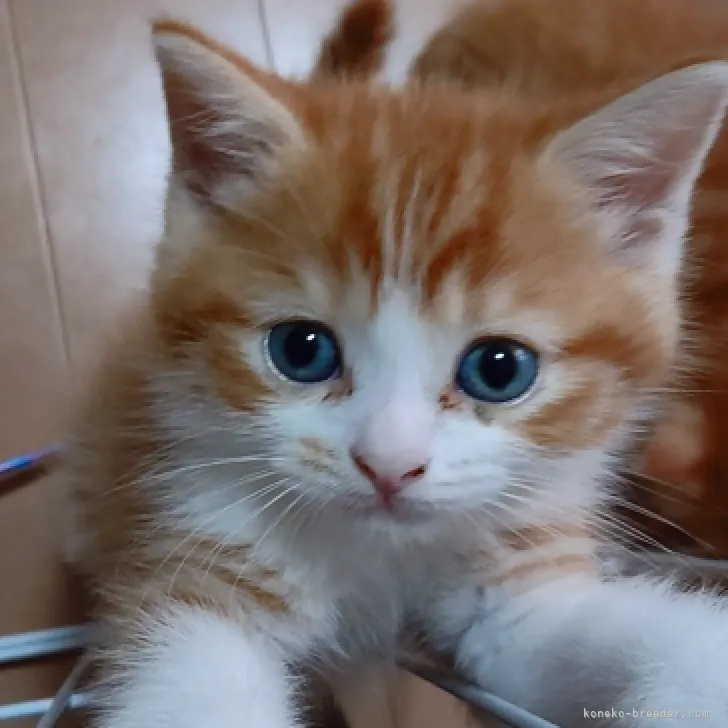 ID:2207-02257の子猫