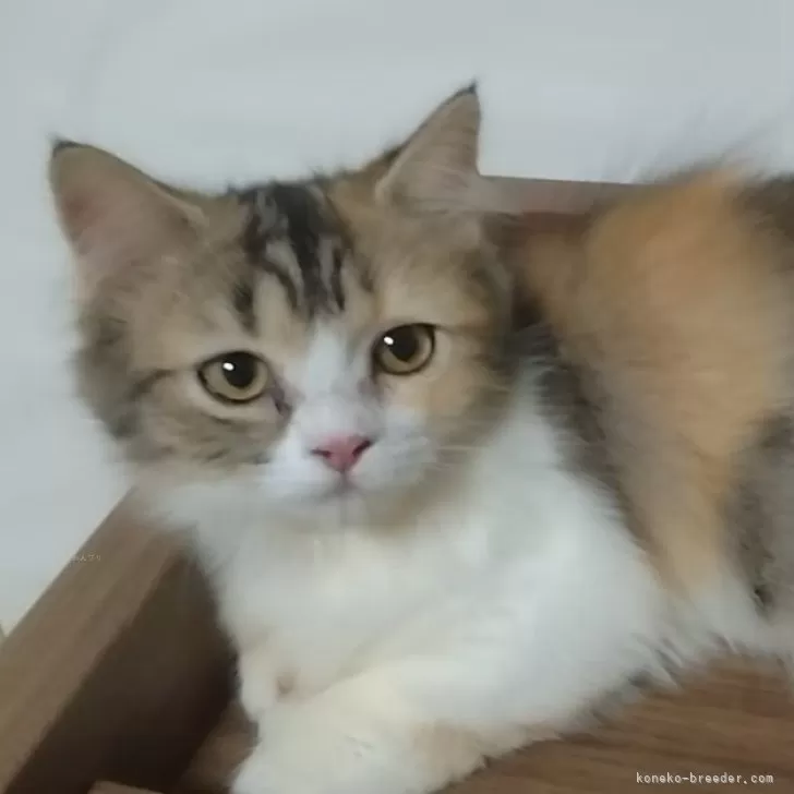 Y.H 様のお迎えした子猫