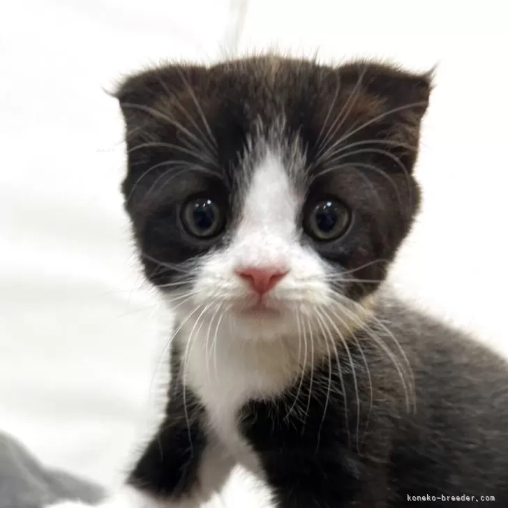 ID：2506-01240の子猫