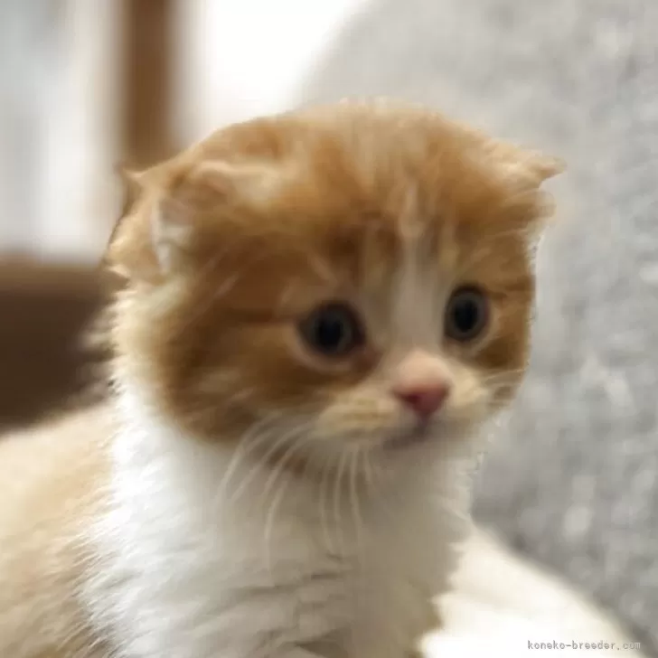 ID:2506-01239の子猫