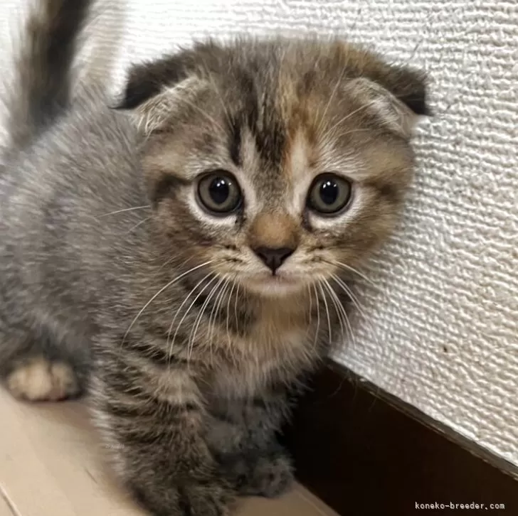 ID:2507-02430の子猫