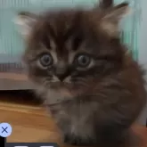 マンチカン(短足)