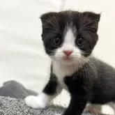 マンチカン(長足)【静岡県・男の子・2025年4月17日・ブラック&ホワイト】の写真7