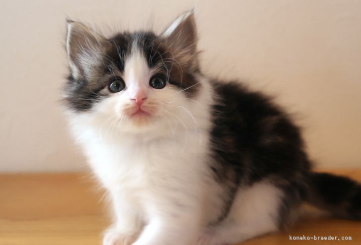 ID:1612-00790の子猫