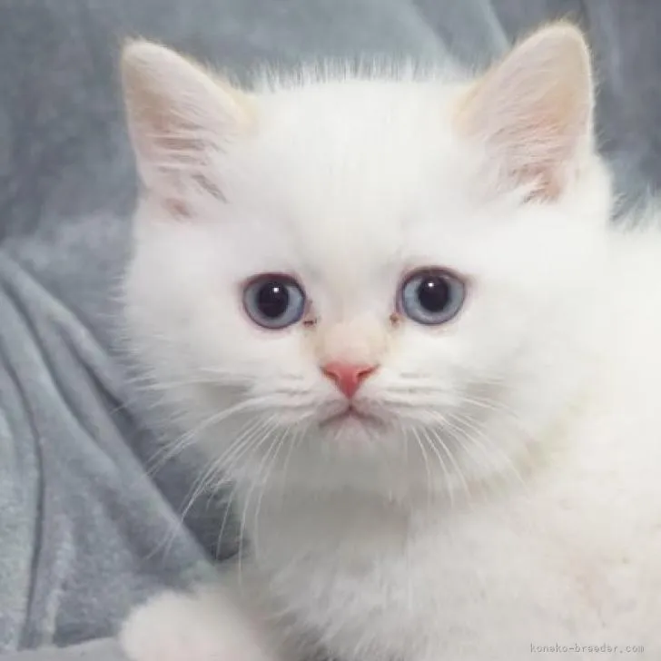 ID：2302-01198の子猫