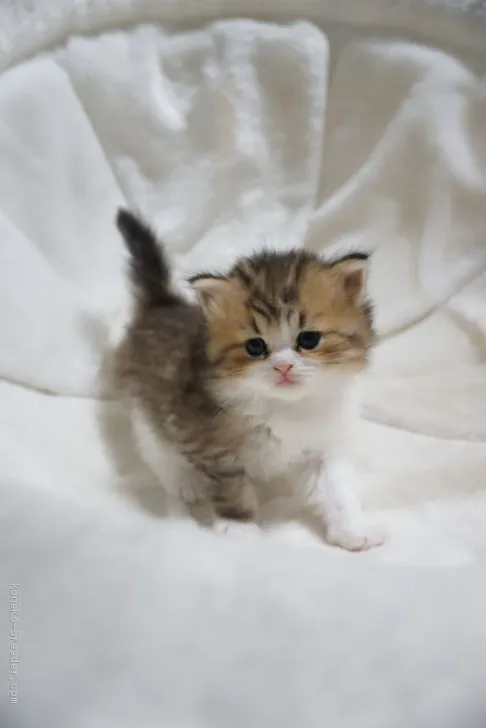 ID：2001-00998の子猫