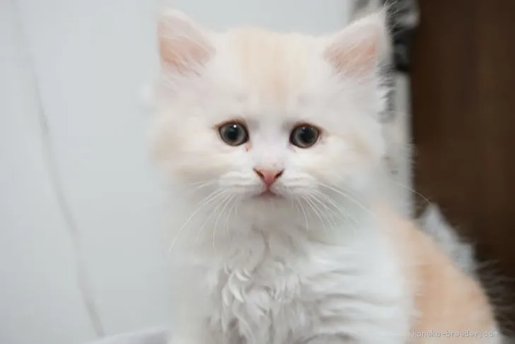 ID：2102-01552の子猫