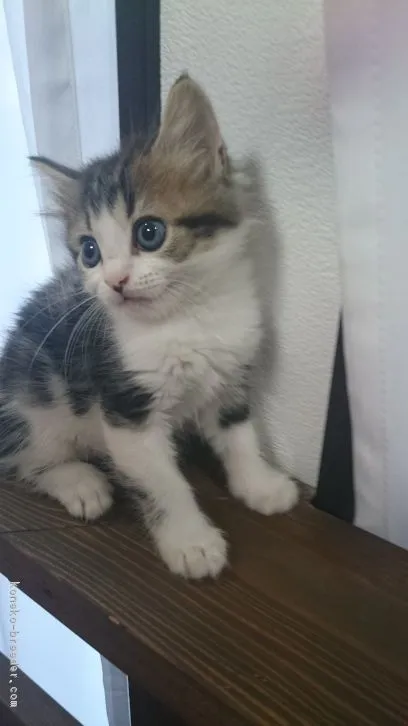ID:1610-00188の子猫