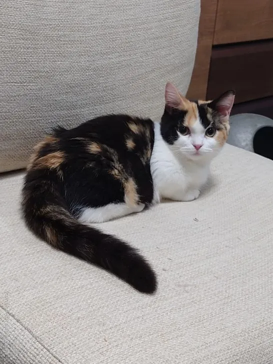 ID:2105-00488の子猫