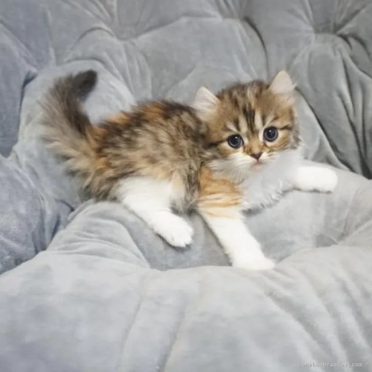 ID:2211-02660の子猫