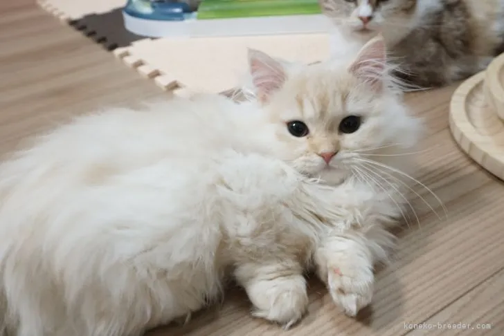 ID：2102-01549の子猫