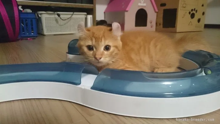 ID：1610-00493の子猫