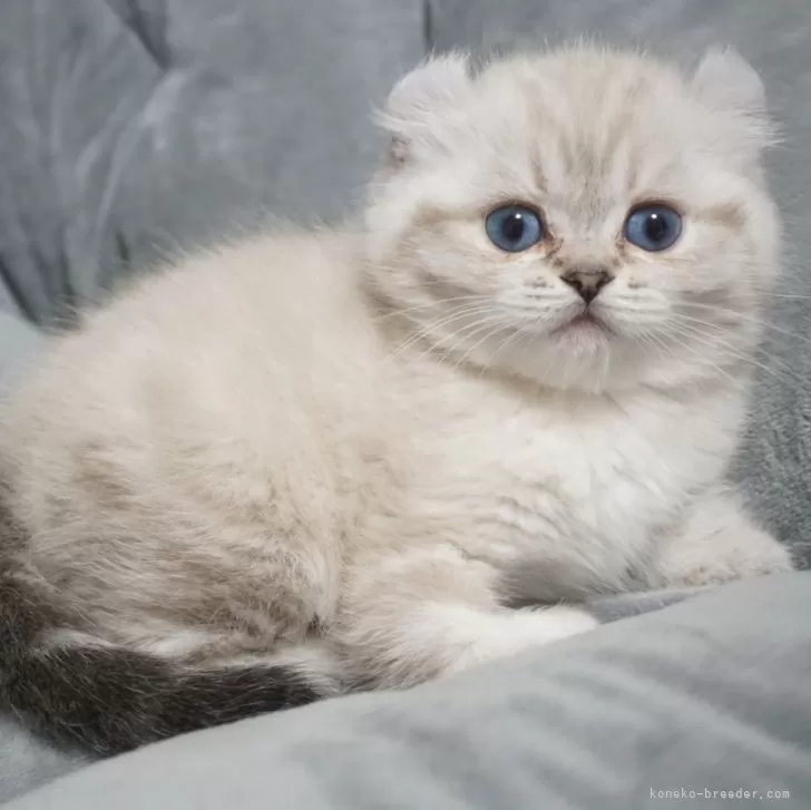 ID：2401-01205の子猫