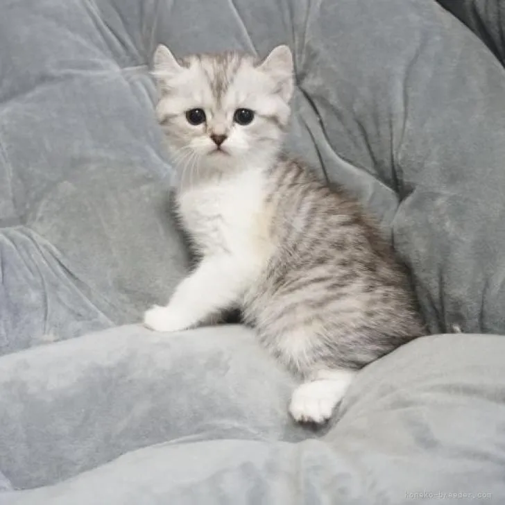 ID：2211-02662の子猫
