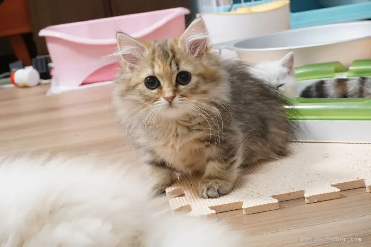 ID：2104-00905の子猫