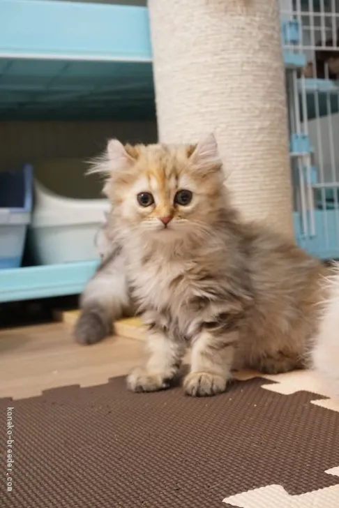 ID:2103-00471の子猫