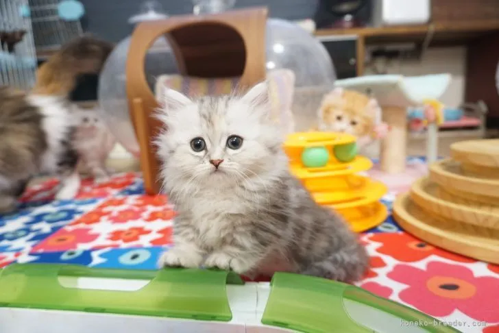 ID:2206-00095の子猫
